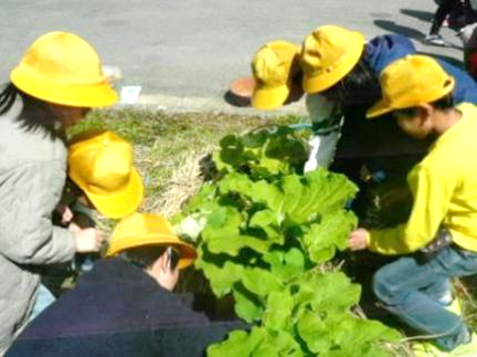 若ごぼうの収穫04