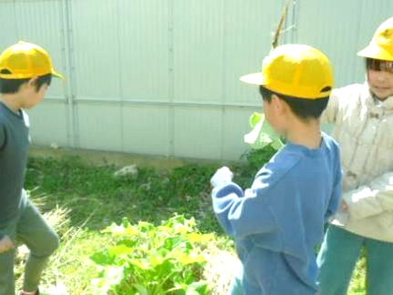 若ごぼうの収穫05