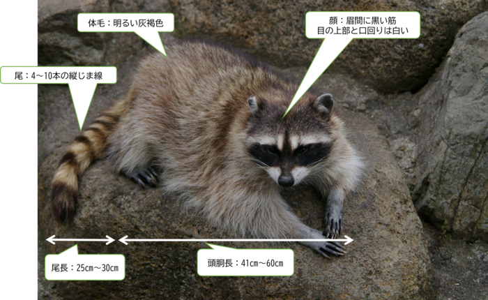 アライグマ特徴