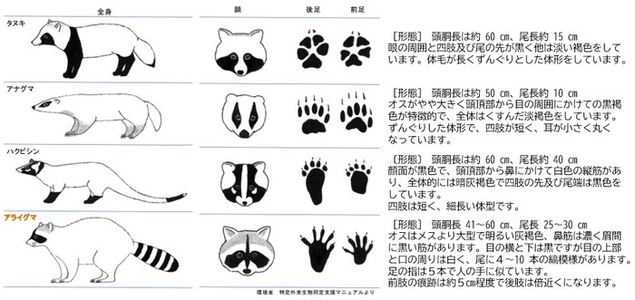 間違いやすいほかの動物との比較