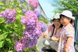 写真：アジサイを見る親子