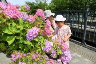 写真：ピンク色のアジサイと親子