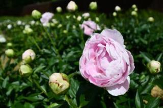 写真：シャクヤクの花（薄ピンク）