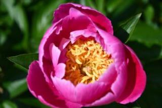 写真：シャクヤクの花（咲き掛け）