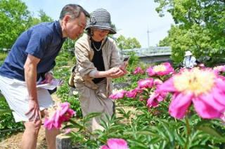 写真：シャクヤクを撮影する夫婦