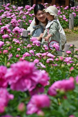 写真：シャクヤクを見る親子