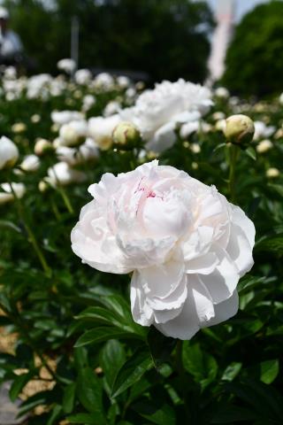 写真：シャクヤクの花（白）