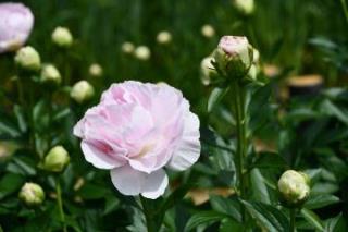 写真：シャクヤクの花