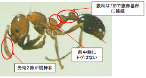 写真:アカカミアリ 部位の説明