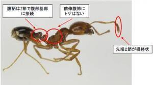 写真:ヒアリ 部位の説明