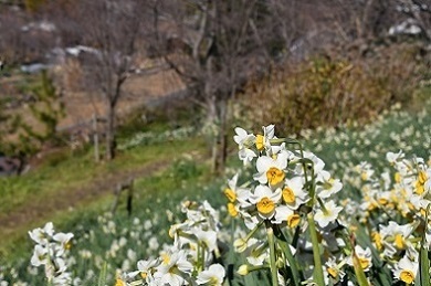 写真：スイセン3