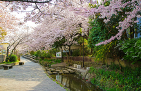 写真：桜並木の様子