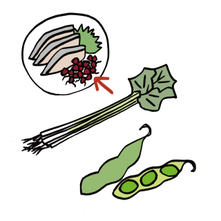 イラスト：八尾の名物5　八尾野菜