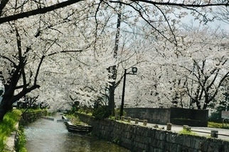 写真：玉串川の桜1