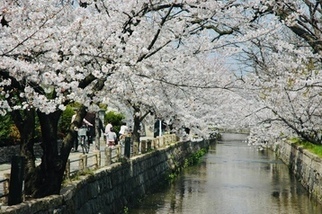 写真：玉串川の桜2