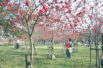 写真：ハナモモ（久宝寺緑地）