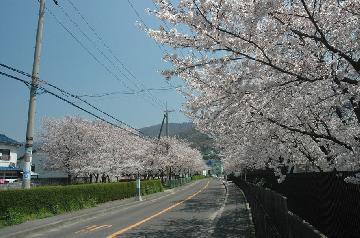 写真：桜（南高安中学校前）