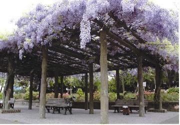 写真：藤（八尾木北第1公園）