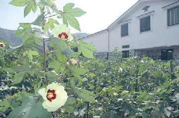 写真：綿の花（歴史民俗資料館）