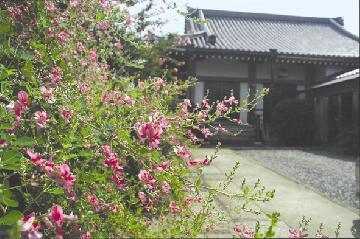 写真：善良寺のハギ