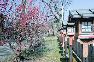 写真：許麻神社のウメ