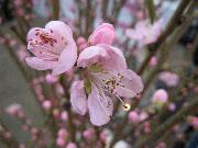 写真：八尾の特産物4