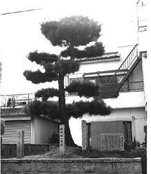 写真：松