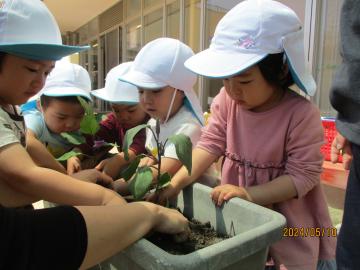 写真：令和6年度　わくわくたのしいこども園30