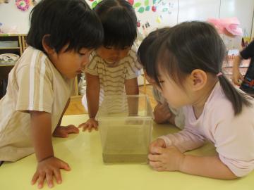 写真：令和6年度　わくわくたのしいこども園27