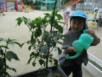 写真：3歳児　栽培した野菜