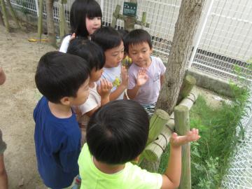 写真：令和6年度　わくわくたのしいこども園12