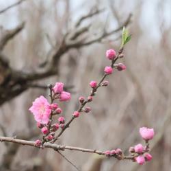 写真：保育と自然284