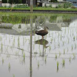 写真：保育と自然34