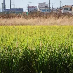 写真：保育と自然103