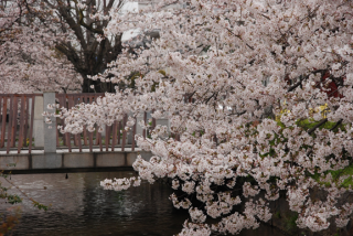 写真：桜