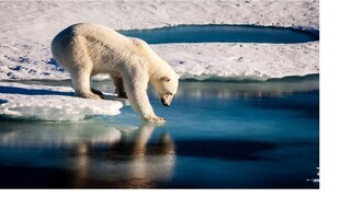 写真：氷の上から水面を触るシロクマ