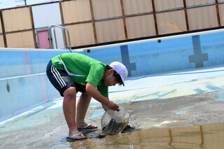 写真：網で汚れ掬いする様子