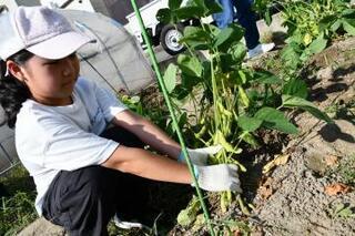 写真：枝豆を真剣な表情で抜く少女