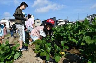 写真：枝豆を笑顔で抜き取る少女
