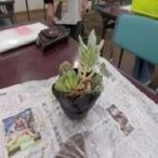 写真：サボテンと多肉植物の教室の様子4