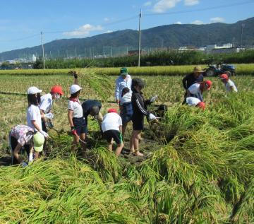 写真：稲刈り2