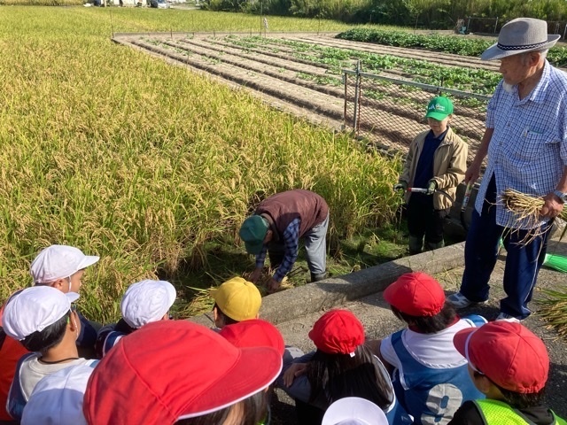 写真：稲刈り3