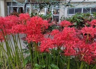 写真：ひがんばな