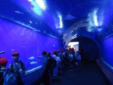 写真：海遊館2