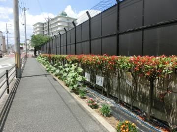 写真：歩道沿いの花壇1