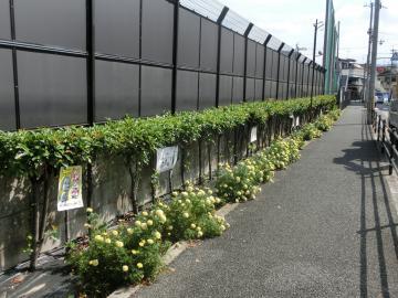 写真：歩道沿いの花壇2