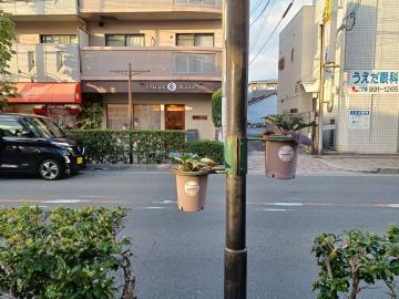写真：飾られたハボタン2