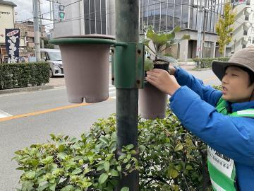 写真：ハボタン苗の飾りつけ4