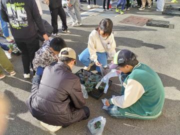 写真：ハボタン苗をレジ袋に入れる