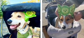 写真：えだまめ帽をかぶったワンちゃんたち